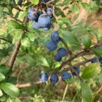 Sloe walk with my dogs