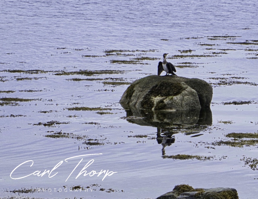 Cormorant standing on a rock in Loch Ranza on the Isle of Arran