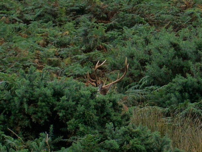 Antlers of a Red Deer stag just visible above the gorse bushes.