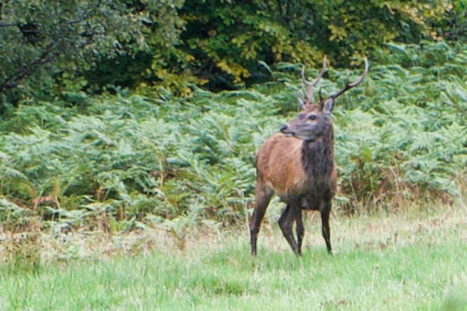 Red Deer stag