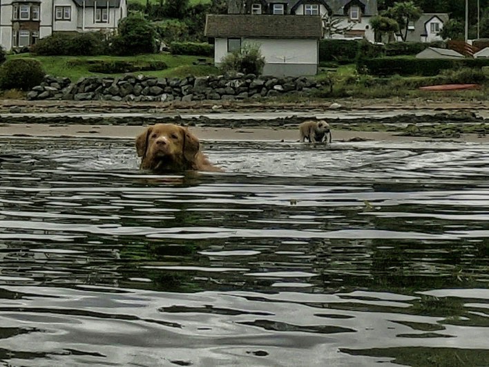 Dogs swimming