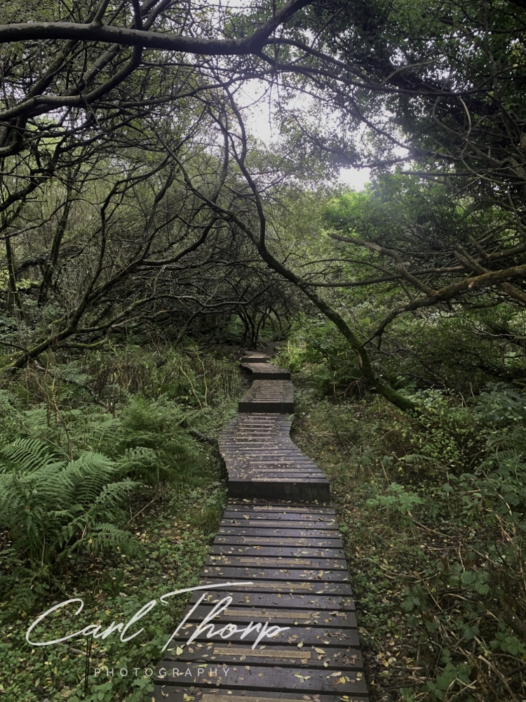 Boardwalk through forest 