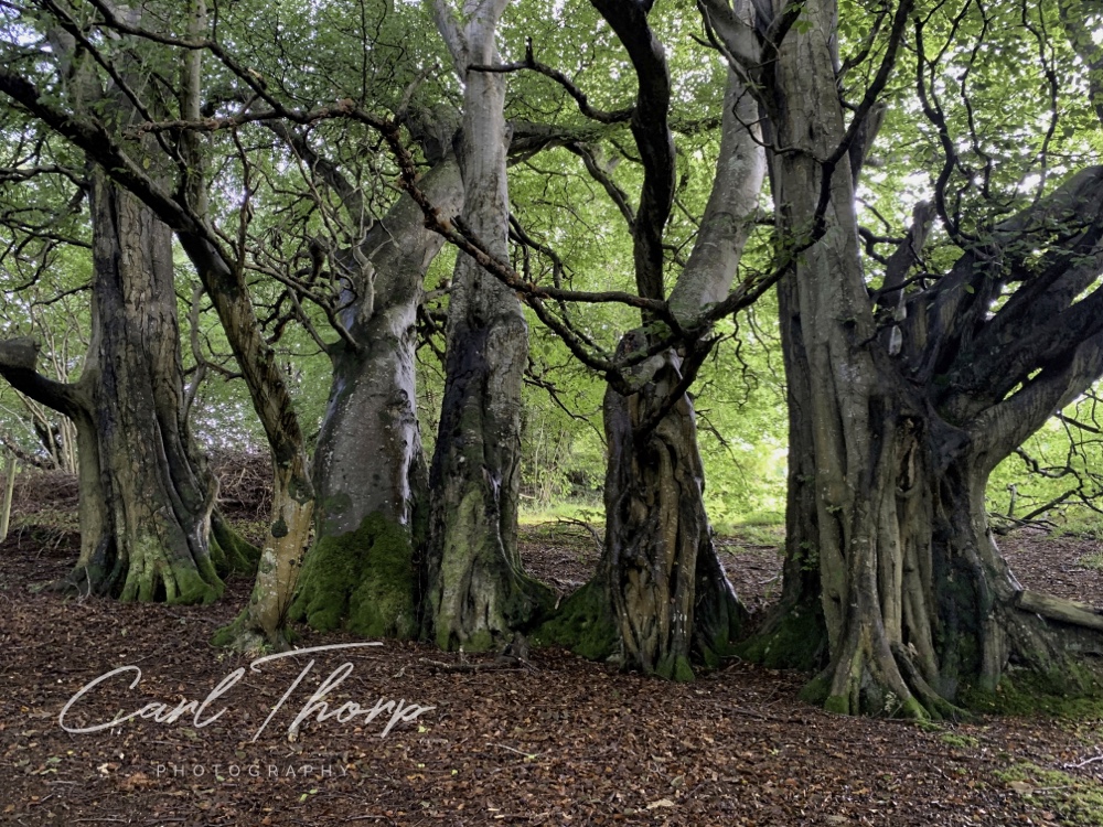 5 trees that look like Ents from Lord of the Rings