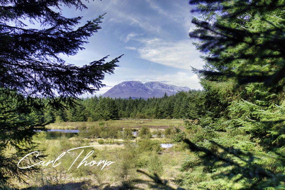 View of the mountains between pine trees on the Isle of Arran