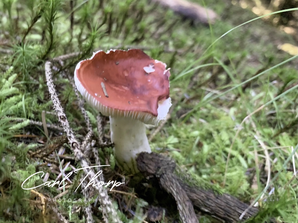 Red capped Russulaceae Fungi on the Isle of Arran