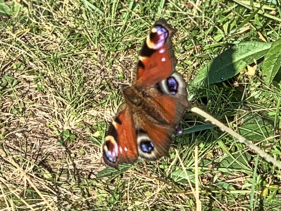 European Peacock Butterfly