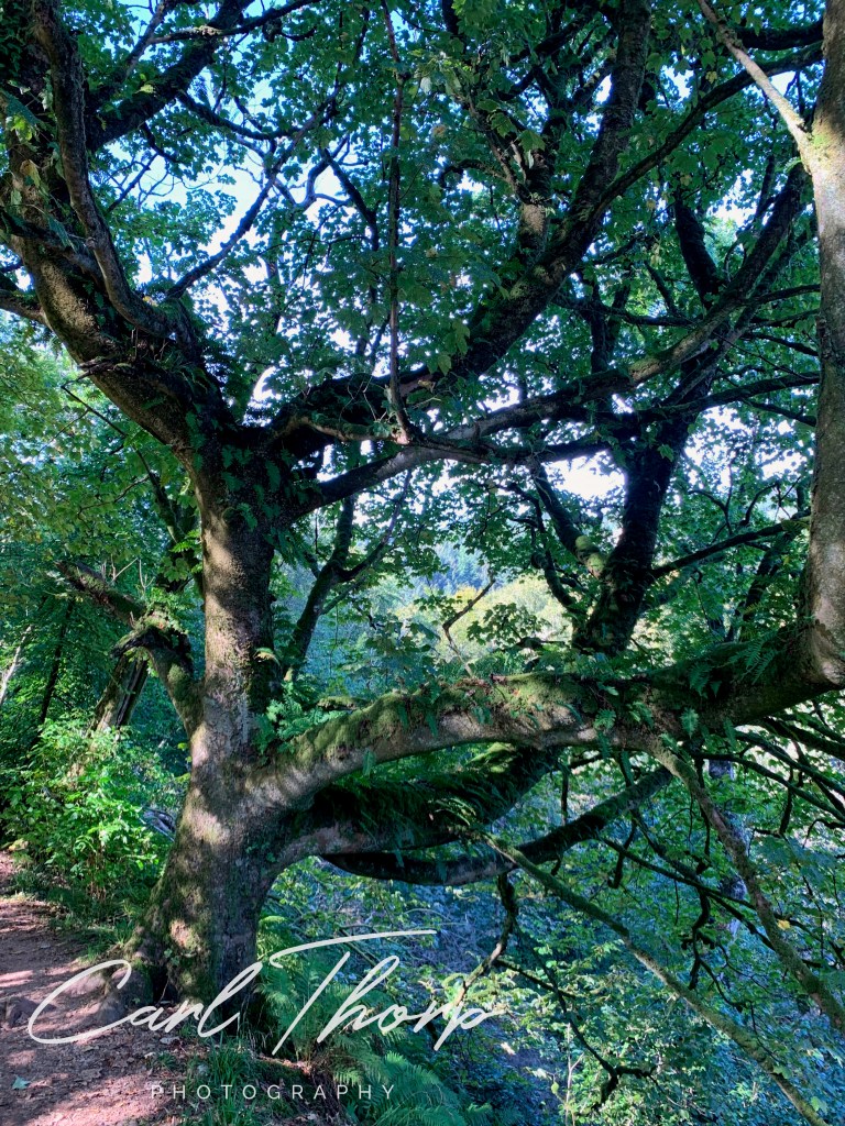 Oak tree in Scotland