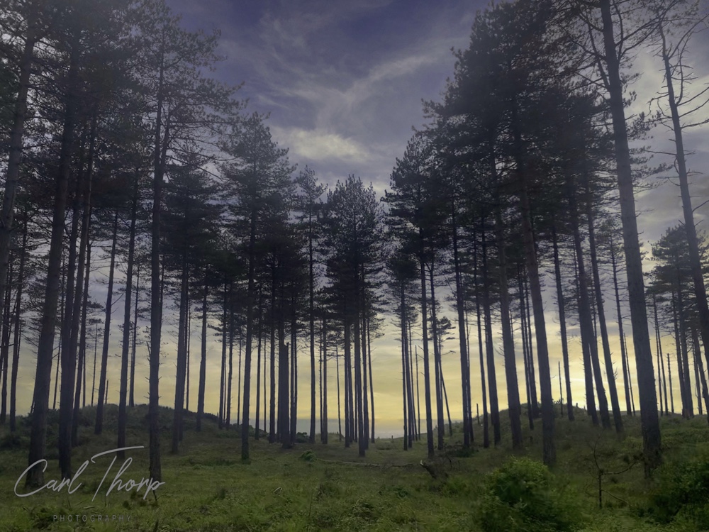Tall pine trees silhouetted against the setting sun at Newborough Warren.