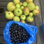 Foraging with my dogs