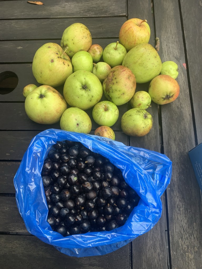 Apples and sloes
