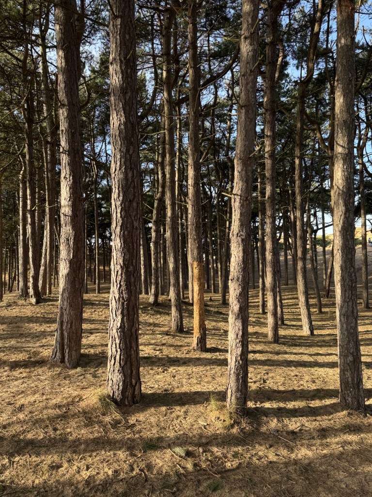 Sunlight through a small pine tree forest in the sand dune’s